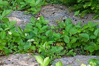 Fragaria vesca - Woodland strawberries between granite stones
