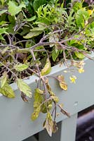Step by Step -  Removing blight infested Tomato plants from vegetable trug