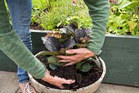Step by Step -  Planting Hydrangea 'Dark Angel'
