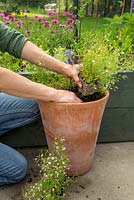 Step by Step -  Container of Red Cabbage Gypsophila 'Gypsy Rose'