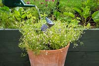Step by Step -  Container of Red Cabbage and Gypsophila 'Gypsy Rose'