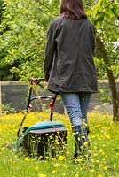 Woman mowing path through buttercups with electric lawnmower