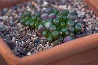 Fenestraria rhopalophylla - Baby Toes, South Africa, Namibia