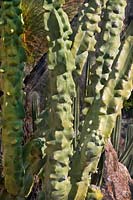 Pachycereus schottii forma monstrosa, Thick Stemmed Totem Pole Cactus