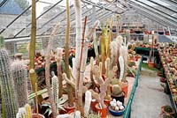Cacti collection in greenhouse