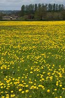 Meadow with carpet of Dandelions, Taraxacum officinale - Chipping Norton, Oxfordshire, May 2013