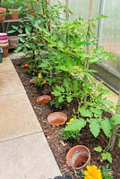 Small greenhouse with tomatoes planted in border, terracotta pots in ground to assist with watering