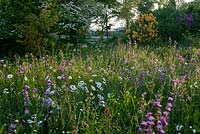 Wildflower meadow with ox-eyed daisies, campions, roses and rhodeodendrons 