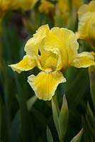 Iris 'Saltwood'