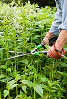 Cutting back Bergamot (Monarda 'Jacob Cline') with shears in early June to encourage later flowering and a shorter more compact habit, the so called 'Chelsea Chop'