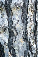 Pinus nigra - Austrian Pine.