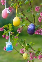 Flowering Currant Ribes sanguineum decorated as Easter Tree with painted easter eggs hanging from branches