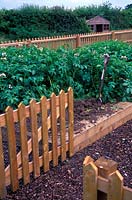 Vegetable garden enclosed with picket fence, Chicken wire used to keep rabbits out. Raised beds with potato crop. June. 