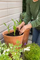 Step by Step -  Planting Sweetcorn 'Earlibird' and Brachyscome 'Blue Star'