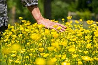 Woman passing hand through a meadow of Ranunculus, Buttercups