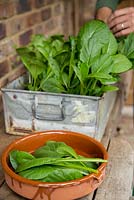 Step by Step -  Harvesting Mustard Spinach, 'Komatsuna Torasan'