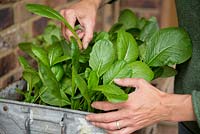 Step by Step -  Harvesting Mustard Spinach, 'Komatsuna Torasan'
