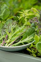 Step by Step -  Freshly harvested Oriental 'All Greens Mix' from large vegetable trug