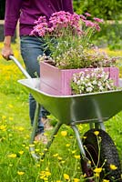 Step by Step -  Transporting a container of Argyranthemum 'Percussion Rose', Bacopas 'Abunda Pink', Scopia 'Double Ballerina Pink' and Ajuga 'Burgundy Glow' through a path of buttercups
