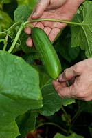 Cucumber growing in the polytunnel