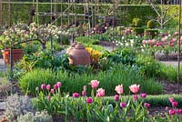 Spring garden with Allium senescens, Pyrus communis 'Louise d'Avranche' and Rheum rhabarbarum
