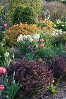 Front garden planted with Buxus, Spiraea 'Goldflame', Narcissus 'Geranium', Tulipa and Berberis thunbergii 'Atropurpurea Nana'