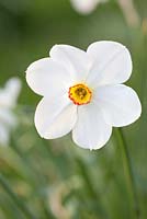 Narcissus poeticus 'Recurvus'
