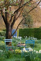 Spring garden with Narcissus and Anemone ranunculoides
