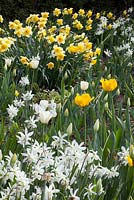 Spring border with Tulipa and Narcissus triandrus 'Thalia'