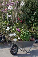 Magnolia plants in wheelbarrow