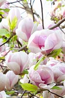 Magnolia soulangiana 'San Jose'