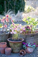 Container planting with Helleborus orientalis and Cyclamen coum