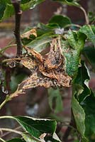 Yponomeuta malinellus - Apple ermine moth vacated web after apple tree attack