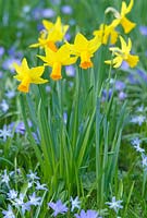 Narcissus 'Jetfire' and 'February Gold' with Chionodoxa.