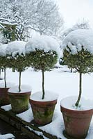 Variegated standard clipped Box trees in terracotta pots with snow