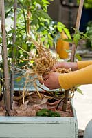 Making a mulch of straw and card board or paper in container planted with tomato and basil to reduce soil water evaporation. Covering placed paper or card board with straw.