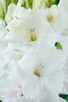 Gladiolus  'White Friendship'  August