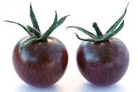 Solanum lycopersicum  'Black Cherry'  Cherry tomato  syn. Lycopersicon esculentum,  August
