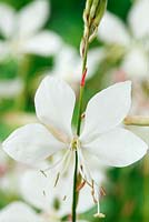 Oenothera lindheimeri 'White Dove' syn Gaura lindheimer