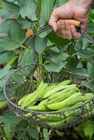 Step by step -  Harvesting Broad Bean 'Aquadulce'