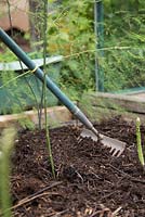 Step by step -  growing asparagus - spreading homemade mulch onto bed