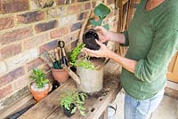 Step by step -  Planting tomato 'Tumbling Tom' in an old metal watering  - adding young plant
