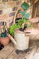 Step by step -  Planting tomato 'Tumbling Tom' in an old metal watering can