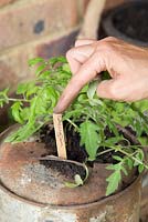 Step by step -  Planting tomato 'Tumbling Tom' in an old metal watering can - Adding a label
