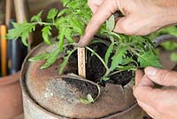 Step by step -  Planting tomato 'tumbling Tom' in an old metal watering can - adding label
