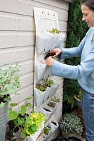 Step by step -  Planting vertical shoe holder with fruit and vegetables