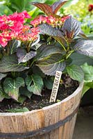step by step for planting Hydrangea in wooden container and homemade label
