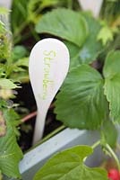 Label made out of wooden spoon in raised bed of strawberries 