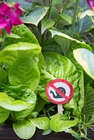 No snails allowed sign in raised bed