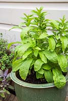 Container grown Stevia